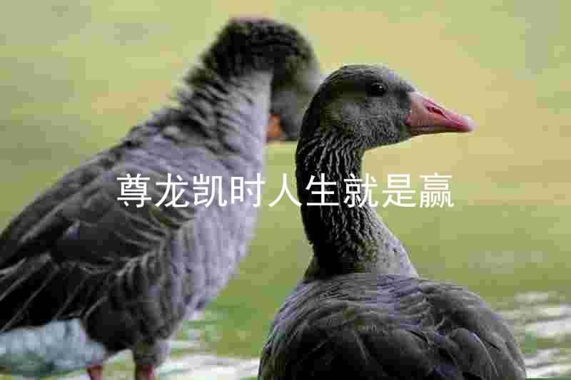 尊龙凯时人生就是赢